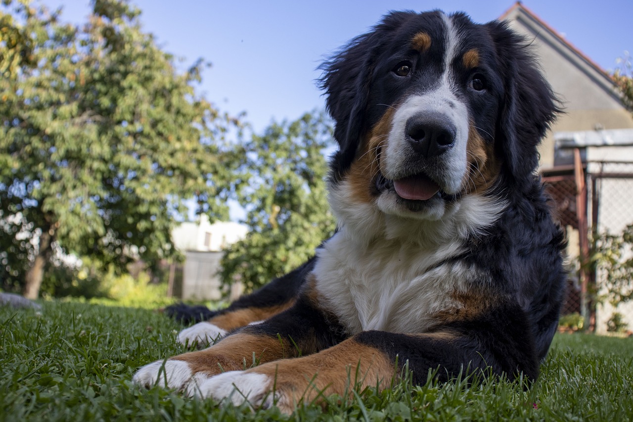 are bernese mountain dogs loyal