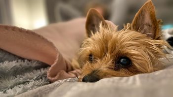 PetWireDaily — 13 Best Faux Fur Dog Beds