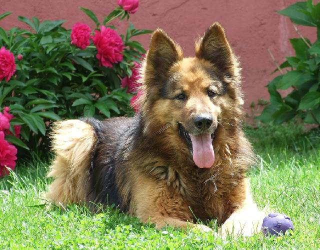 Best Lion's Mane Supplements For Dogs