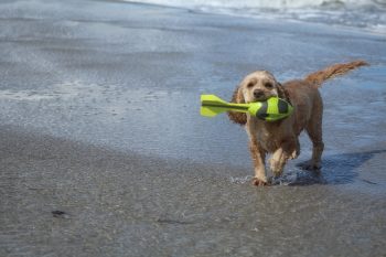 Best Dog Beach Toys
