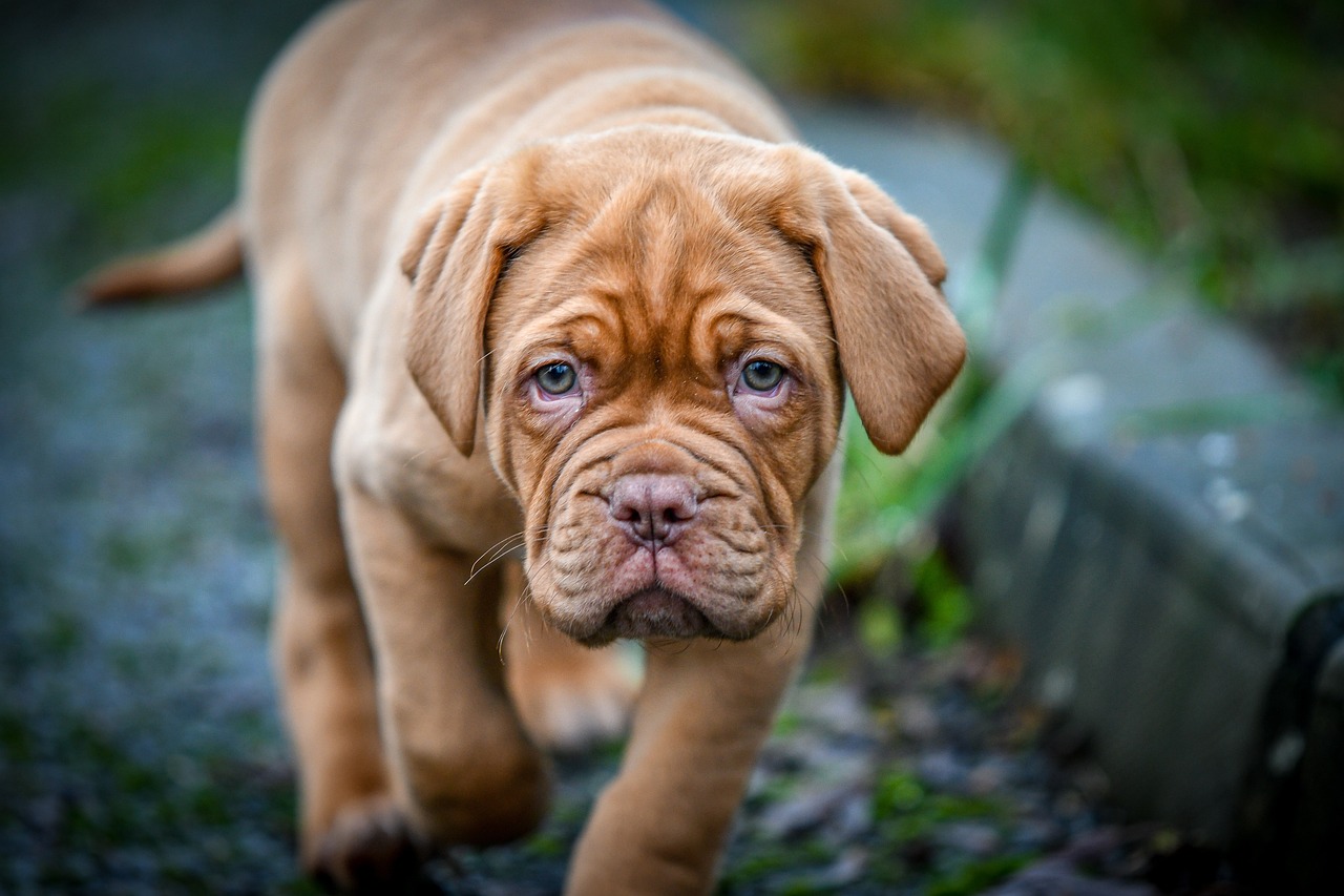 Dogue de hot sale bordeaux temperament vigilant