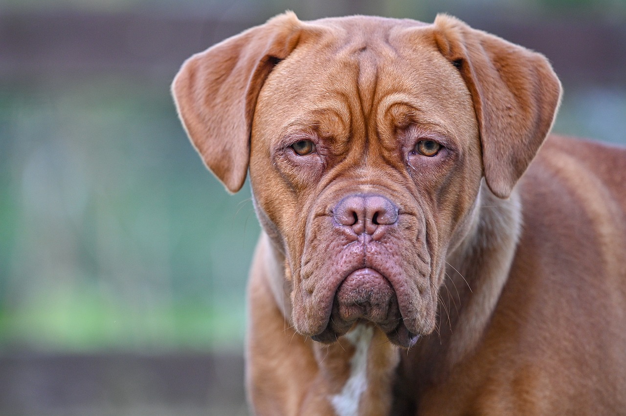 Dogue de sale bordeaux temperament vigilant