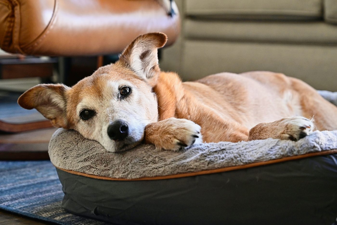 Best Fancy Dog Beds