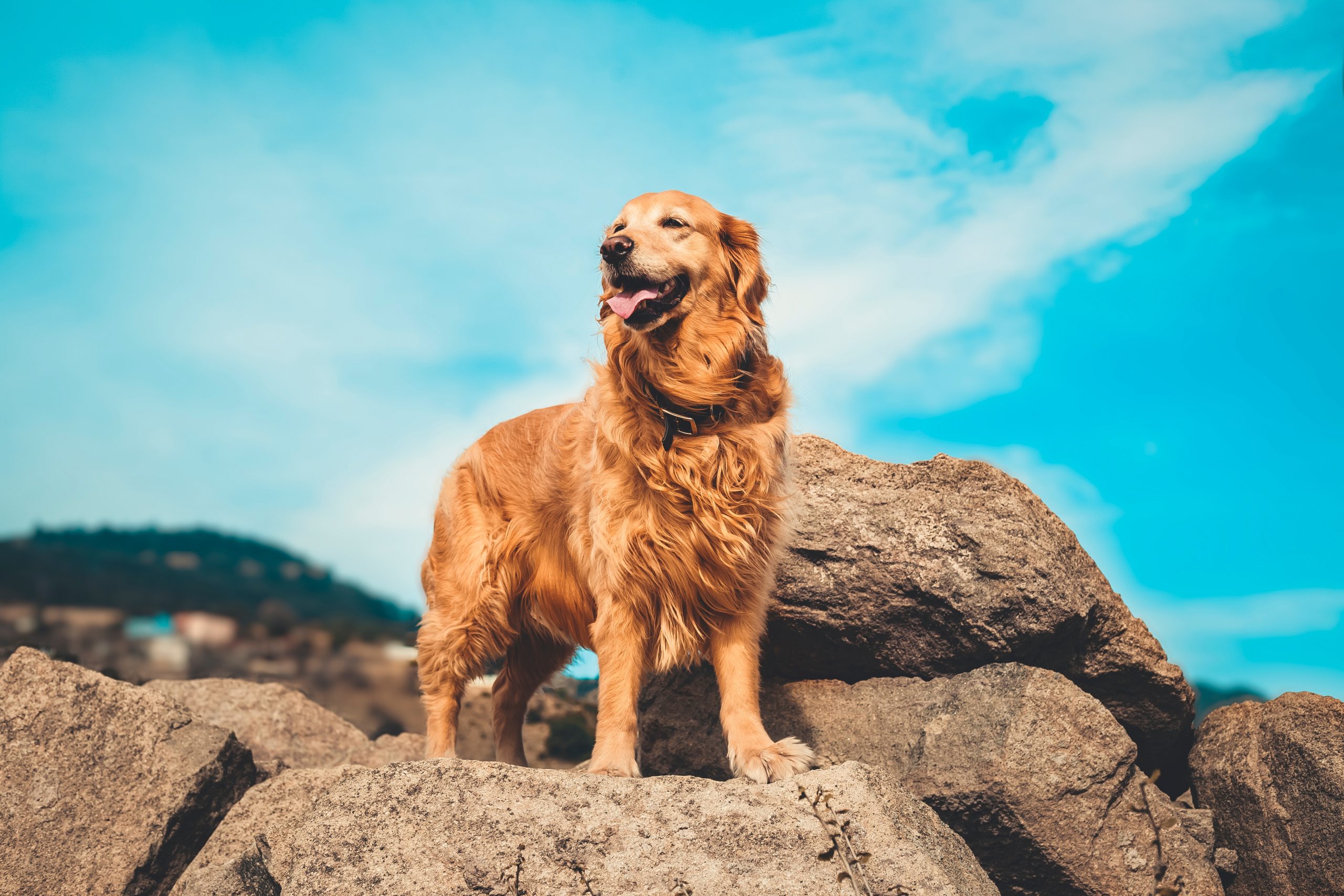 Golden Retriever Temperament: What’s a Golden Retriever’s Personality Like?