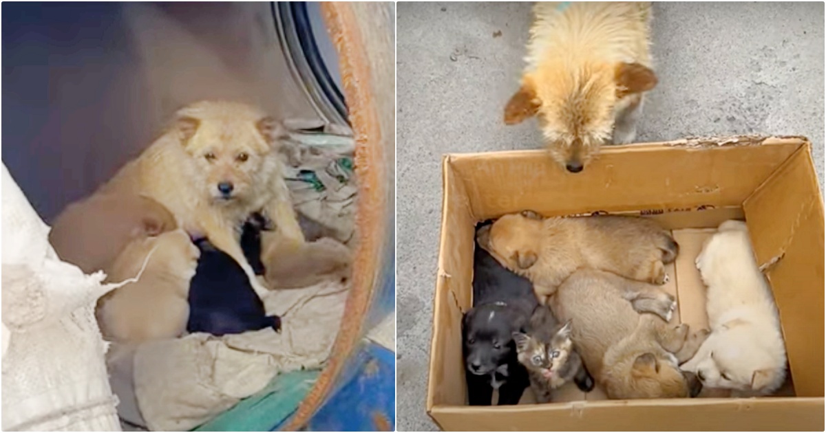 Lady Meets Dog Living In Barrel With Her Babies But They're Not All Puppies