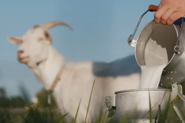 goatmilk