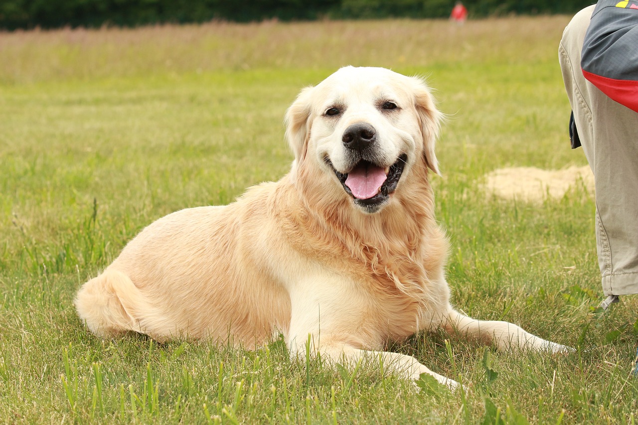 Frequently Asked Questions about Golden Retrievers As Guard Dogs
