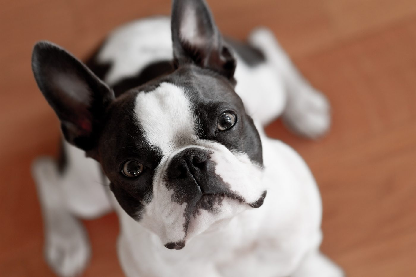 Boston Terrier Temperament: What's a Boston Terrier's Personality Like?