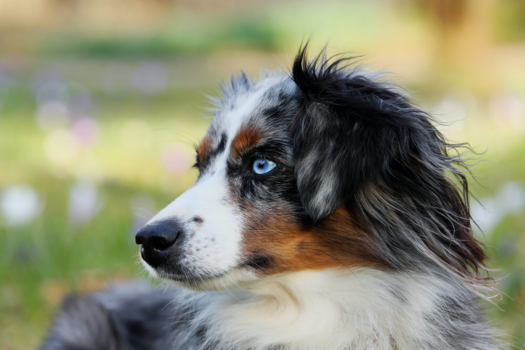 Australian Shepherd Temperament: What's a Australian Shepherd's ...