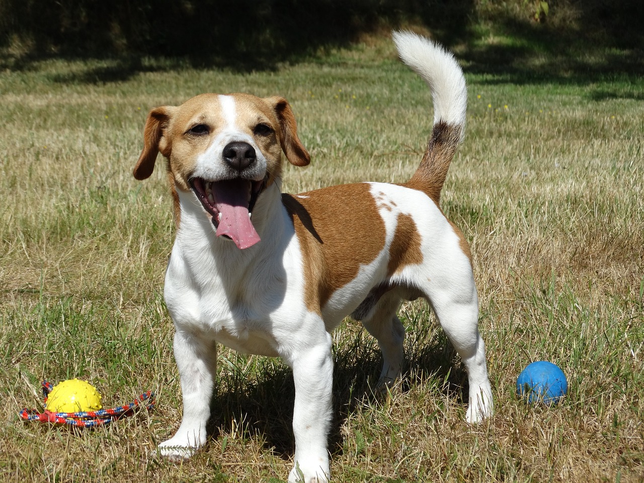 Jack Russell Temperament: What’s a Jack Russell’s Personality Like?