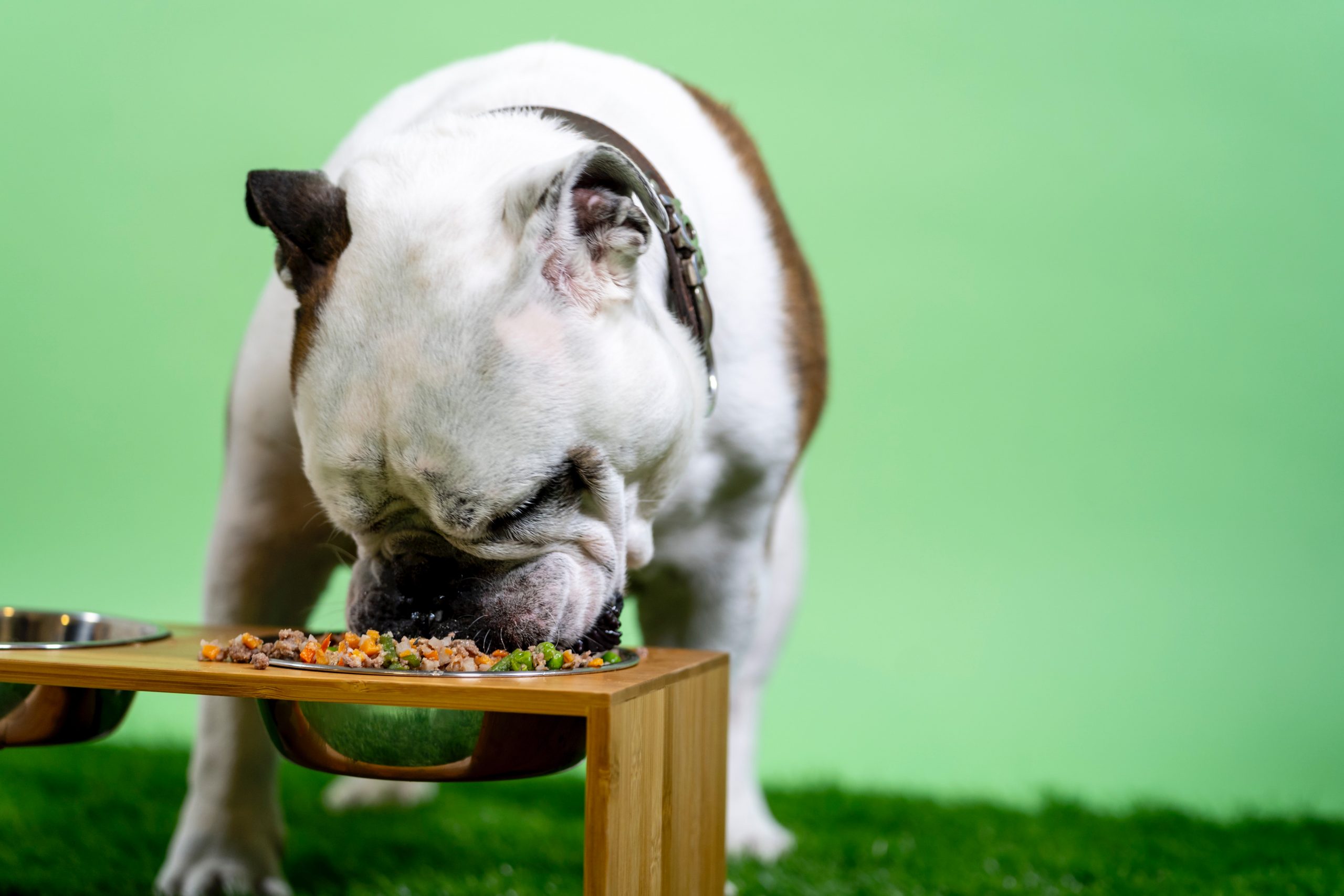 Best Bowls for Messy Dogs