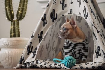 PetWireDaily — 8 Best Teepee Dog Beds