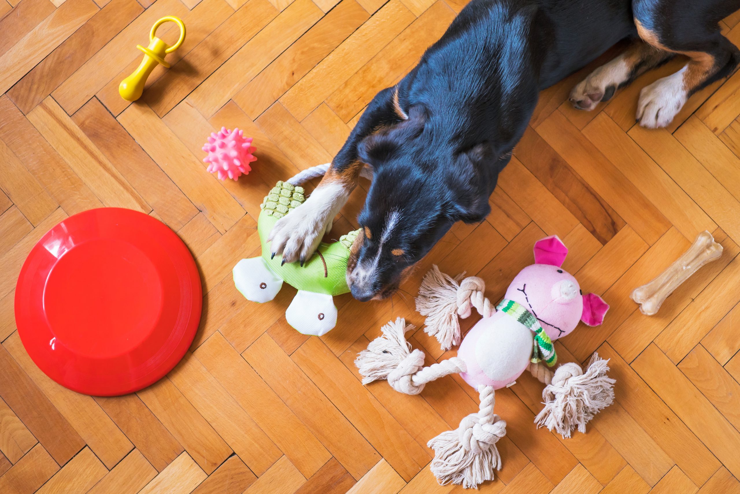 Best Toys for Hyperactive Dogs