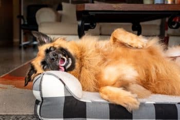 PetWireDaily — 10 Best Supplements for a Dog Wetting The Bed