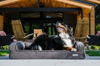 1. What makes a dog bed a luxury dog bed? Luxury dog beds typically combine premium materials, supportive construction, stylish designs, and thoughtful features that improve your dog’s comfort. Many use orthopedic foam, plush fabrics, durable upholstery, or elevated frames to create a more comfortable and attractive sleeping space. 2. Are luxury dog beds worth the money? A luxury dog bed can be worth the investment if it provides better comfort, durability, and support than a basic bed. A well-made bed may also last longer, making it a practical choice for dog parents who want quality as well as style. 3. What should I look for when choosing a luxury dog bed? Look for supportive cushioning, durable materials, the correct size, and a design that suits your dog’s sleeping habits. Features such as removable washable covers, waterproof liners, non-slip bottoms, and orthopedic foam can make a luxury dog bed more practical. 4. Are luxury dog beds good for older dogs? Yes, especially when the bed includes orthopedic or memory foam that supports aging joints and pressure points. Senior dogs may benefit from a bed that is easy to enter and provides enough cushioning to help them rest comfortably. 5. What size luxury dog bed should I buy? Measure your dog from nose to tail while they are stretched out, then choose a bed that gives them some extra room to move comfortably. Always check the manufacturer’s dimensions because small, medium, large, and extra-large sizing can vary between brands. 6. Are luxury dog beds easy to clean? Many luxury dog beds have removable, machine-washable covers that make regular cleaning easier. Some also include waterproof or water-resistant liners that help protect the inner cushioning from accidents, drool, and everyday messes. 7. What materials are best for luxury dog beds? Memory foam and orthopedic foam are popular choices for support, while velvet, faux fur, microsuede, and other soft fabrics can add comfort and style. The best material depends on your dog’s needs, how much they shed, and how frequently the bed needs cleaning. 8. Are luxury dog beds suitable for large dogs? Yes, many luxury dog beds are available in sizes designed for large and giant breeds. Look for thick, supportive foam that resists flattening and make sure the bed is spacious enough for your dog to stretch out without hanging over the edges. 9. Can a luxury dog bed help dogs with joint discomfort? A supportive luxury bed may help reduce pressure on sensitive joints by giving your dog a cushioned sleeping surface. Orthopedic and memory foam options are particularly useful for senior dogs, large breeds, and dogs that need additional support while resting. 10. Are luxury dog beds durable enough for everyday use? High-quality luxury dog beds are generally designed for regular use and often feature sturdy stitching and durable upholstery. However, durability varies by product, so dogs that scratch, dig, or chew their beds may require tougher materials and reinforced construction. 11. Do luxury dog beds fit with home décor? Many luxury dog beds are specifically designed to complement modern home interiors rather than look like traditional pet bedding. They may feature furniture-inspired shapes, neutral fabrics, elegant upholstery, or elevated wooden frames that blend naturally with existing décor. 12. Are luxury dog beds good for dogs that like to curl up? Bolster, sofa-style, and donut luxury dog beds can be excellent choices for dogs that prefer curling up while sleeping. Raised sides create a cozy resting area and give dogs a comfortable place to rest their head. 13. What type of luxury dog bed is best for dogs that stretch out? Flat mattress-style and spacious orthopedic beds work well for dogs that prefer sleeping fully stretched out. Choose a bed with plenty of usable sleeping space so bolsters or raised edges do not restrict your dog’s preferred position. 14. How often should I replace a luxury dog bed? Replacement depends on the bed’s quality, your dog’s size, and how frequently it is used. Consider replacing the bed when the foam loses its shape, the cushioning becomes noticeably flat, or damaged fabric can no longer be repaired or cleaned effectively. 15. How do I choose the best luxury dog bed for my dog? Consider your dog’s size, age, sleeping position, mobility, and personal preferences before comparing different luxury dog beds. The best option should balance comfort and support with practical features such as easy cleaning, durability, and a design that works well in your home.
