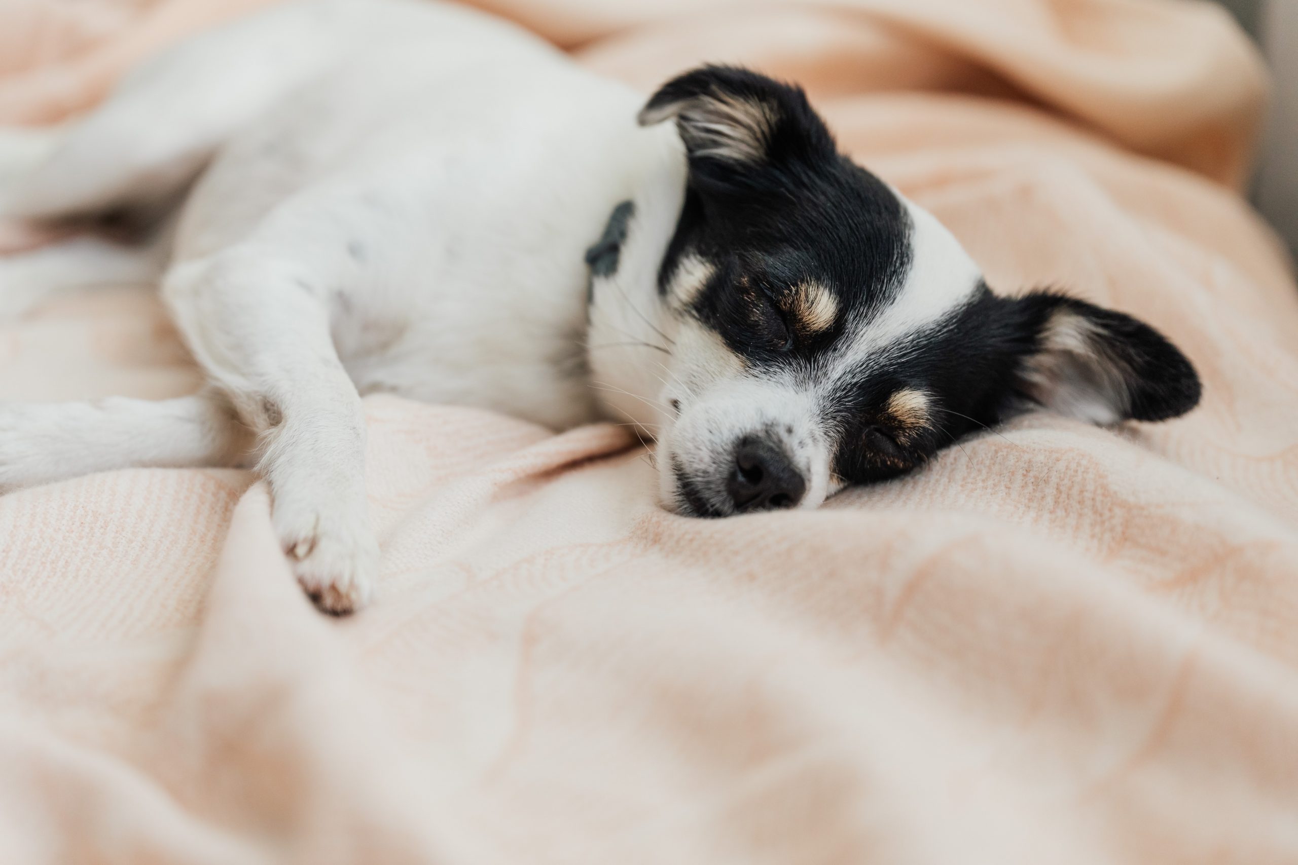 Best Extra-Large & Giant Dog Beds