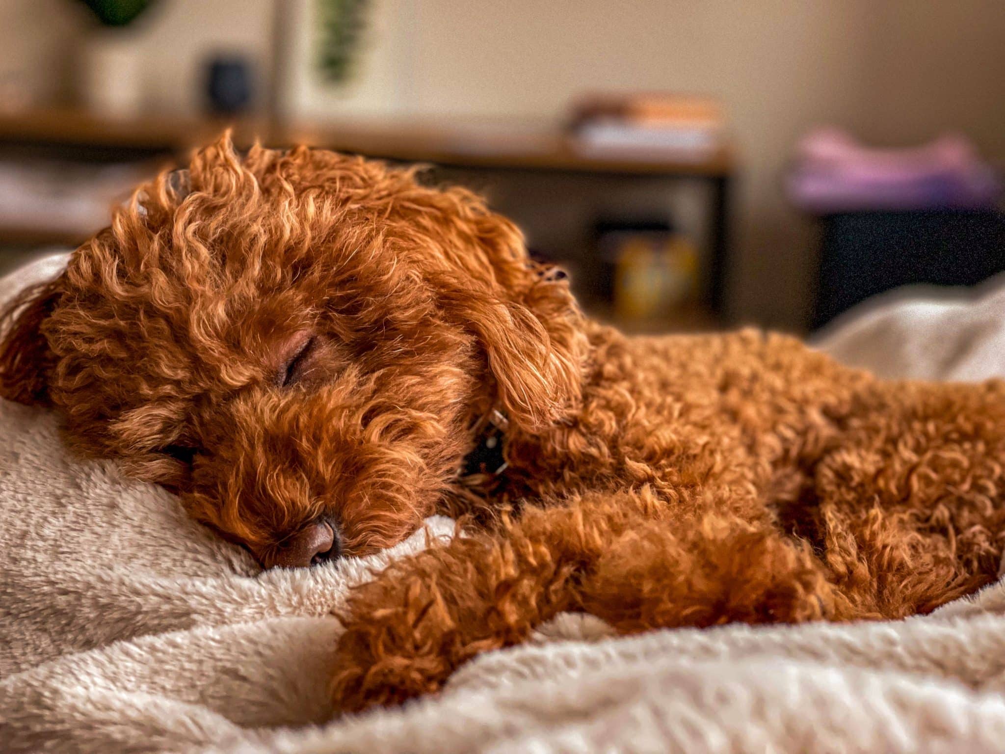7 Best Dog Bunk Beds