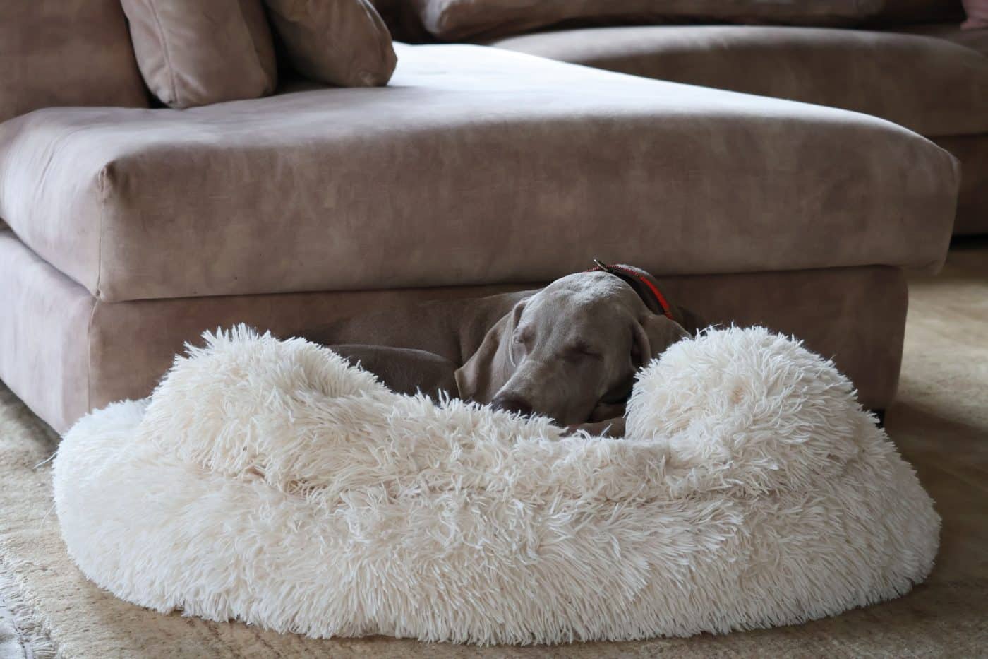 Dog resting