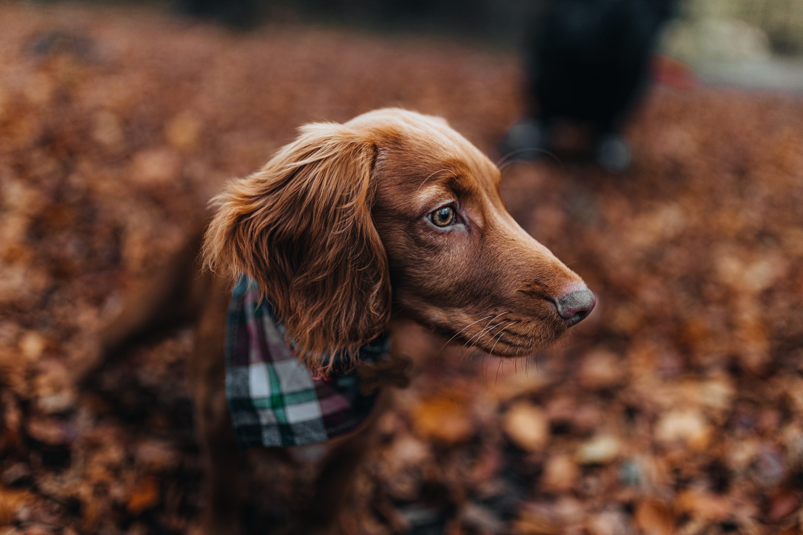 Best Halloween Dog Bandanas