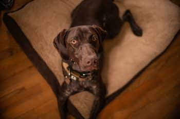 PetWireDaily — 12 Best Leather & Faux Leather Dog Beds