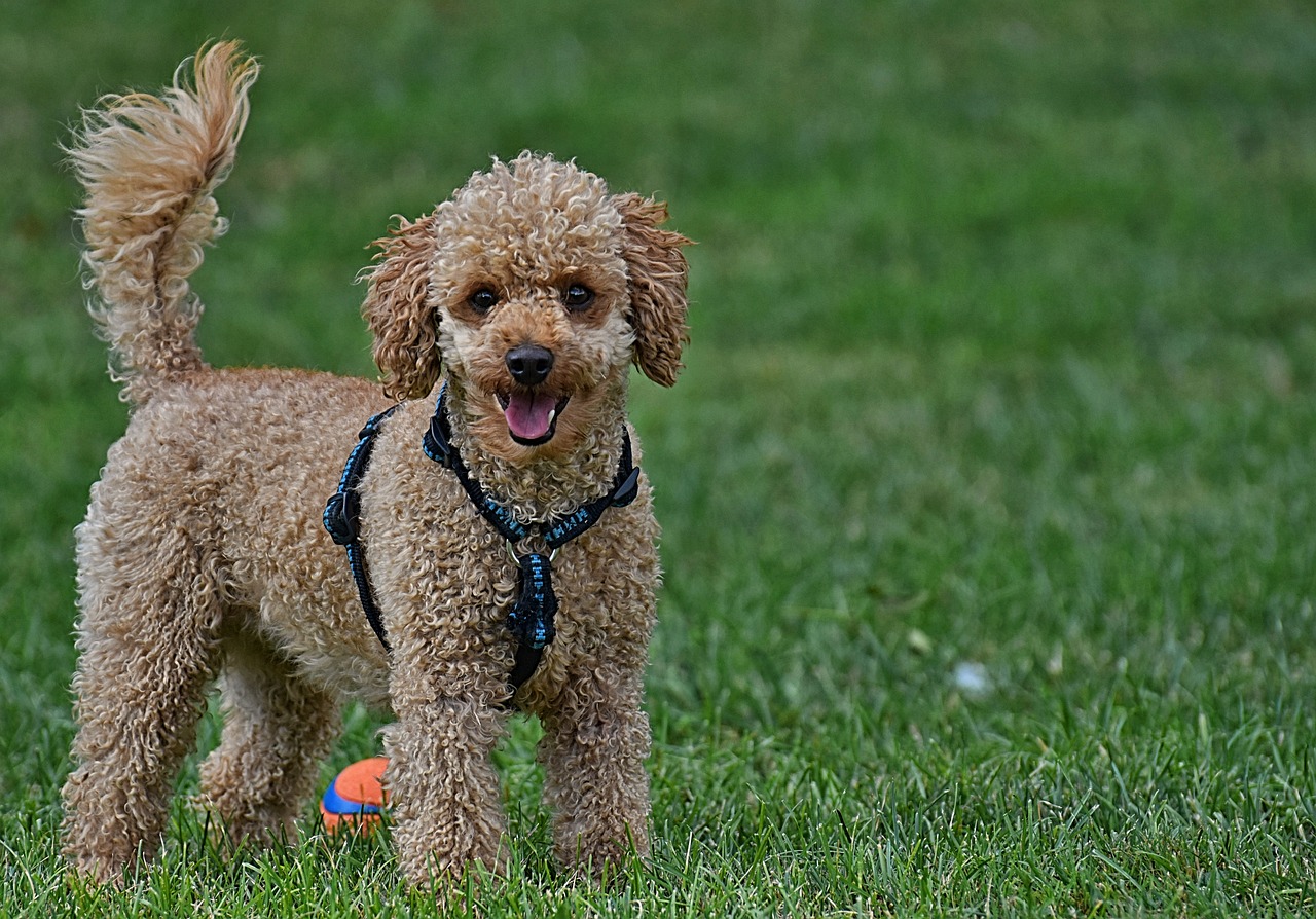 Best Dog Foods with Pumpkin