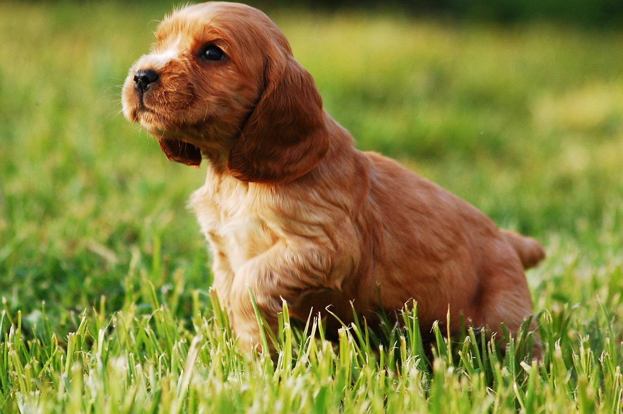 How to Stop a  Cocker Spaniel Puppy from Biting: A Comprehensive Guide