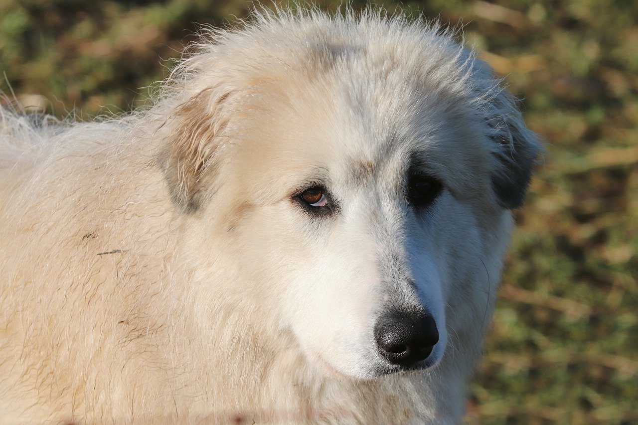 What’s a Great Pyrenees’s Personality Like?