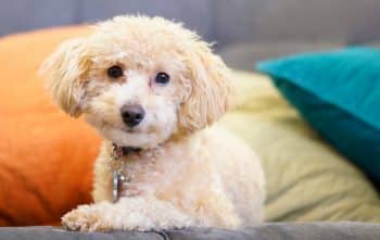 PetWireDaily — 15 Best Luxury Dog Beds