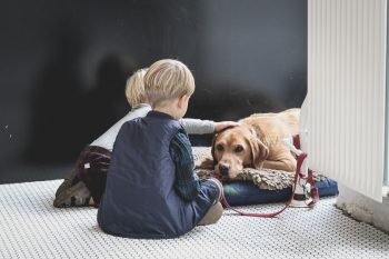 PetWireDaily — 10 Best Dog Beds on Amazon