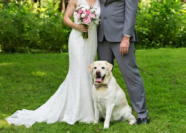 dog formal wear