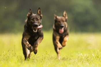 protein supplements for dogs