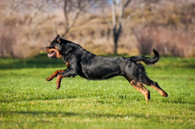 protein supplements for dogs