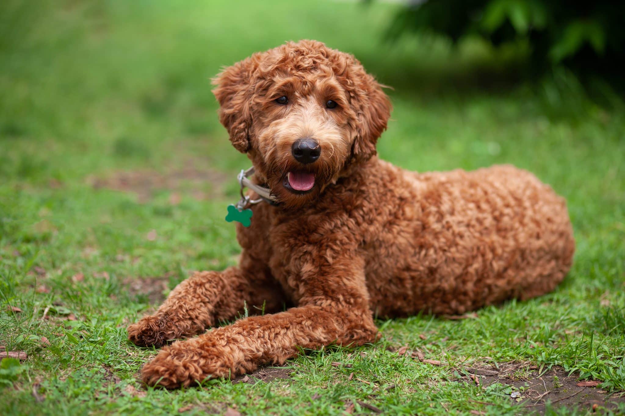 The 15 Best Labradoodle Products For Travel