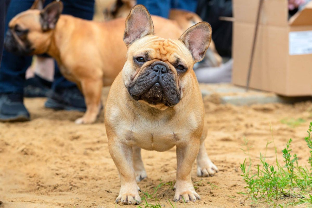 French Bulldog calm appearance showing heat sensitive personality