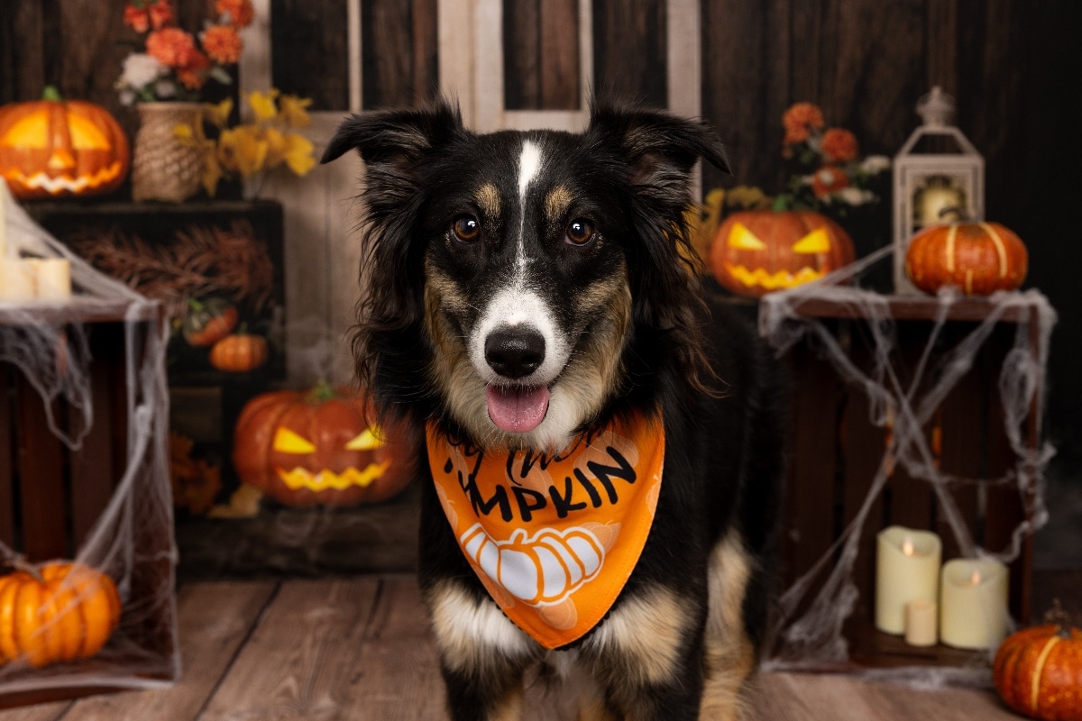 13 Best Halloween Dog Bandanas