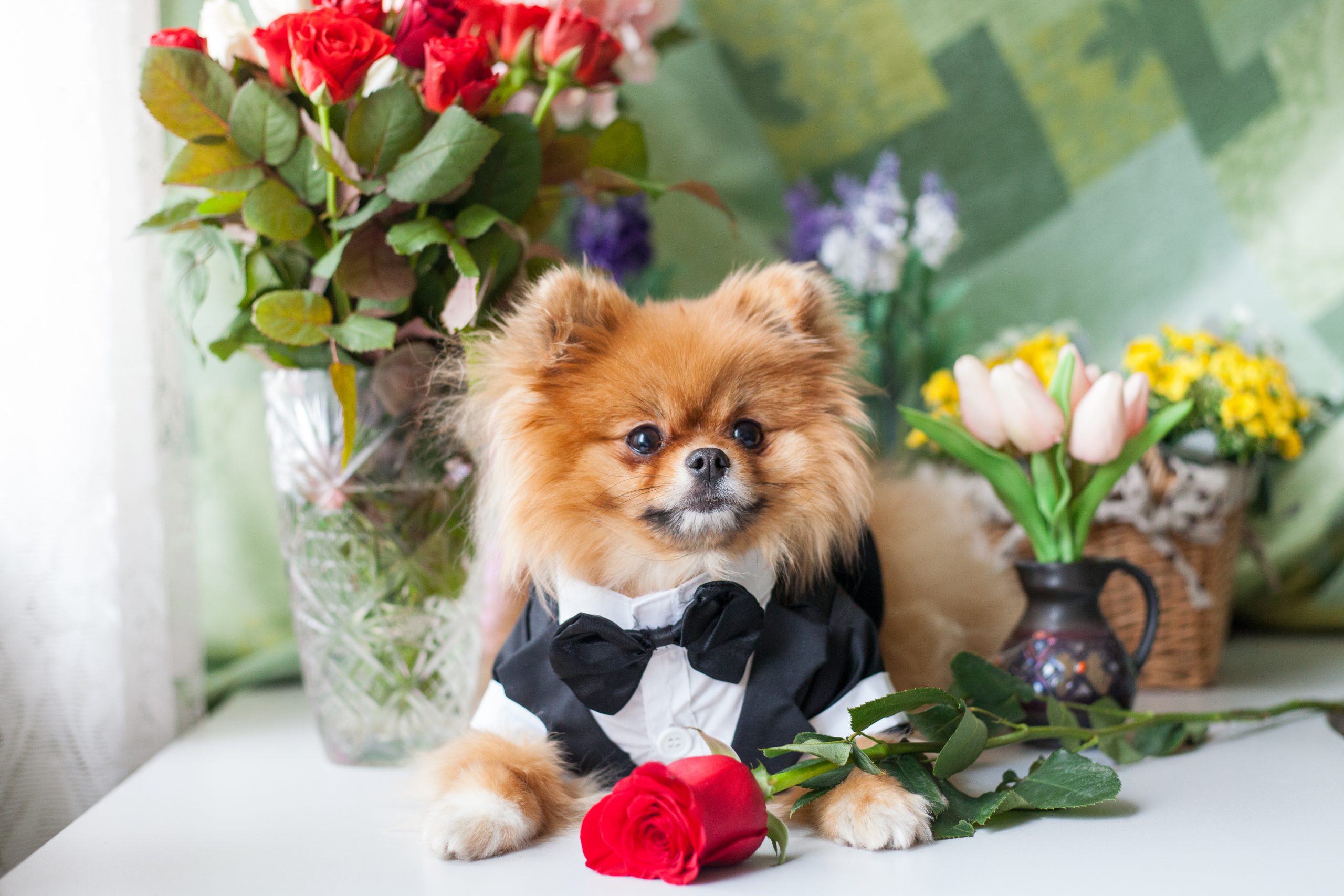 dog formal wear