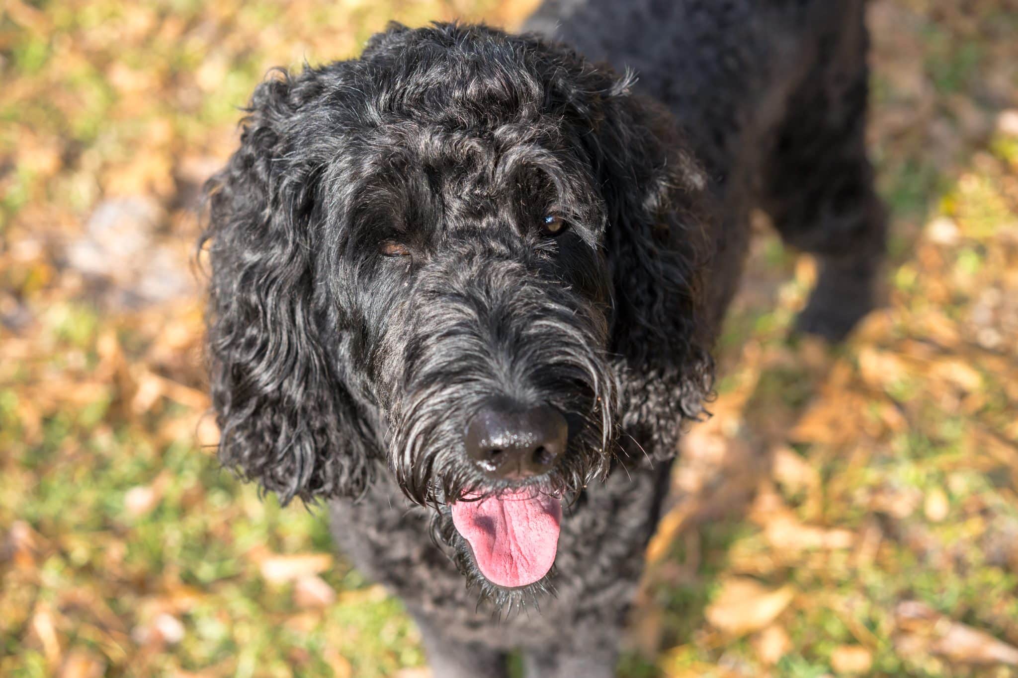Senior Labradoodle 10 Best Dog Multivitamin Products for Labradoodles - iHeartDogs.com