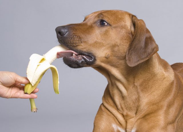 potassium for dogs