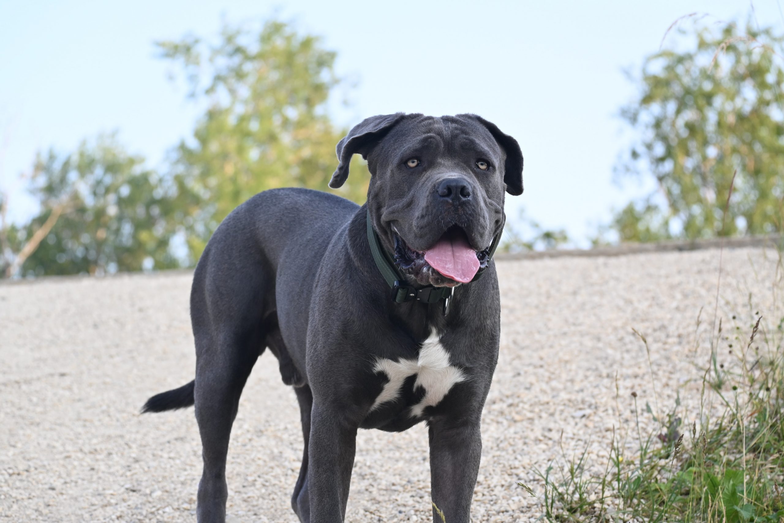 Cane Corso Temperament & Personality - Pet Hemp Company