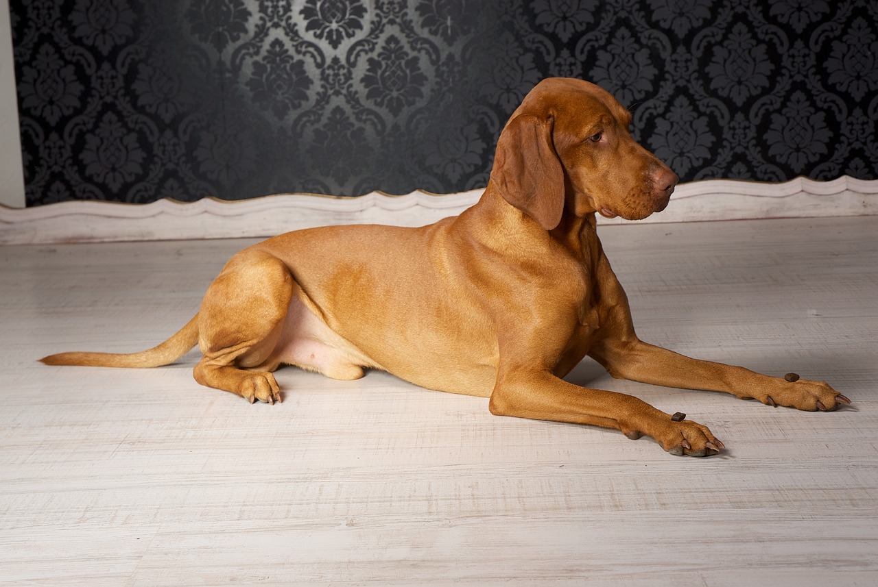 Vizsla Temperament: What’s a Vizsla’s Personality Like?