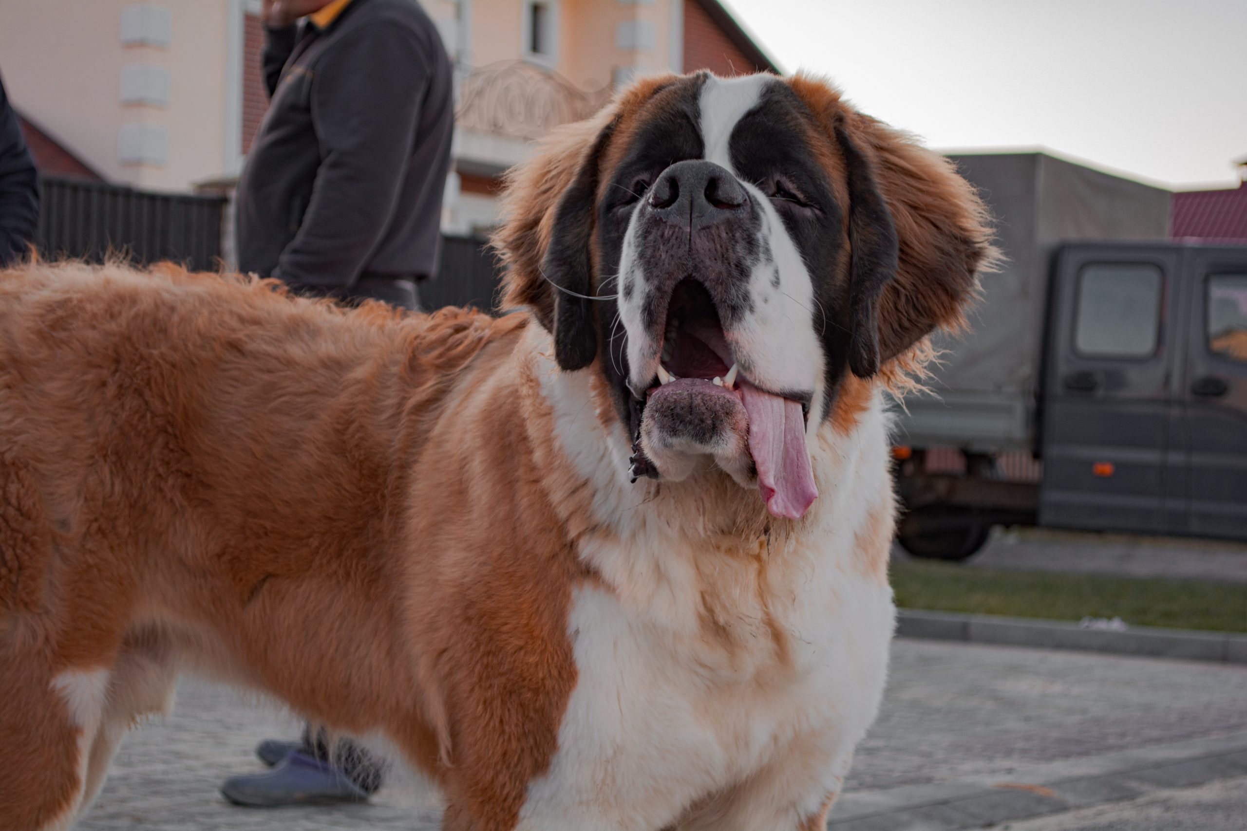 St. Bernard Temperament: What’s a St. Bernard’s Personality Like?