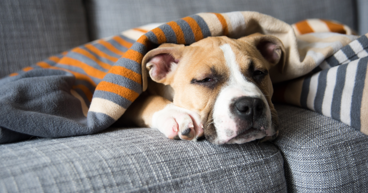 Best dog sofas and couches