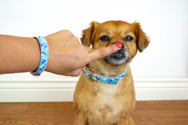 Booping dog with matching bracelet