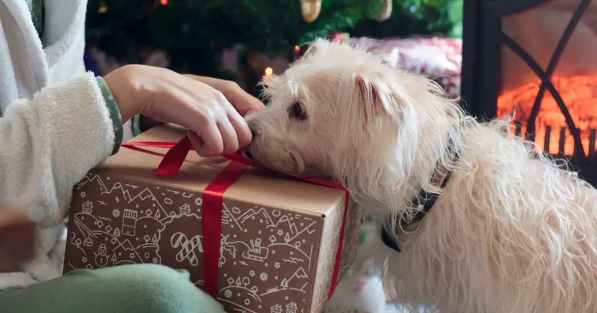 10 Best Christmas Gifts for Dog Lovers