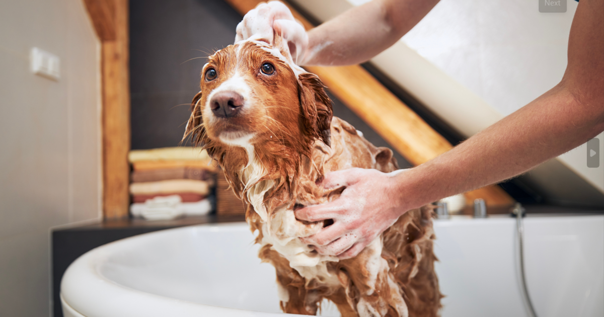 Deodorizing dog shampoo