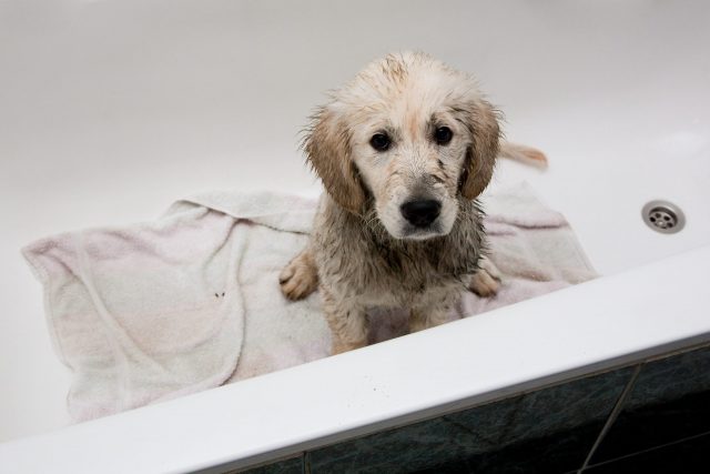 Dirty puppy in tub