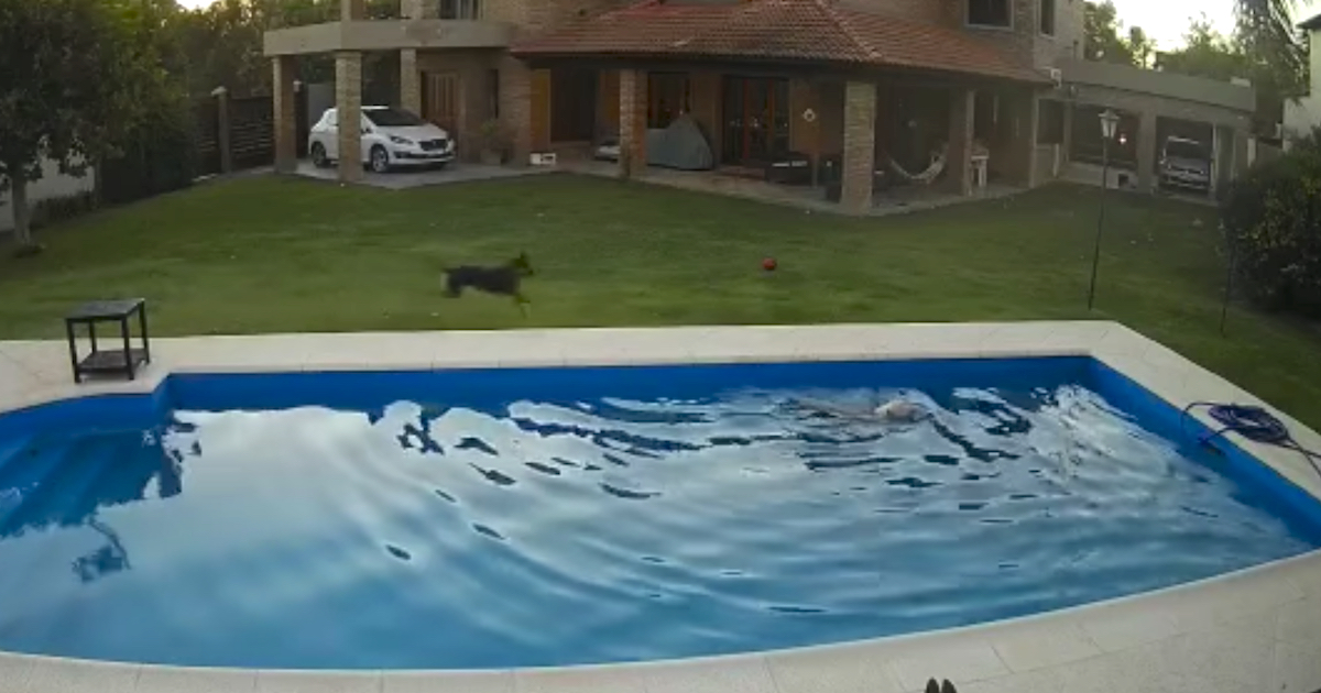 Old Dog Falls In The Pool, And Her Heroic Pup Friend Comes Running