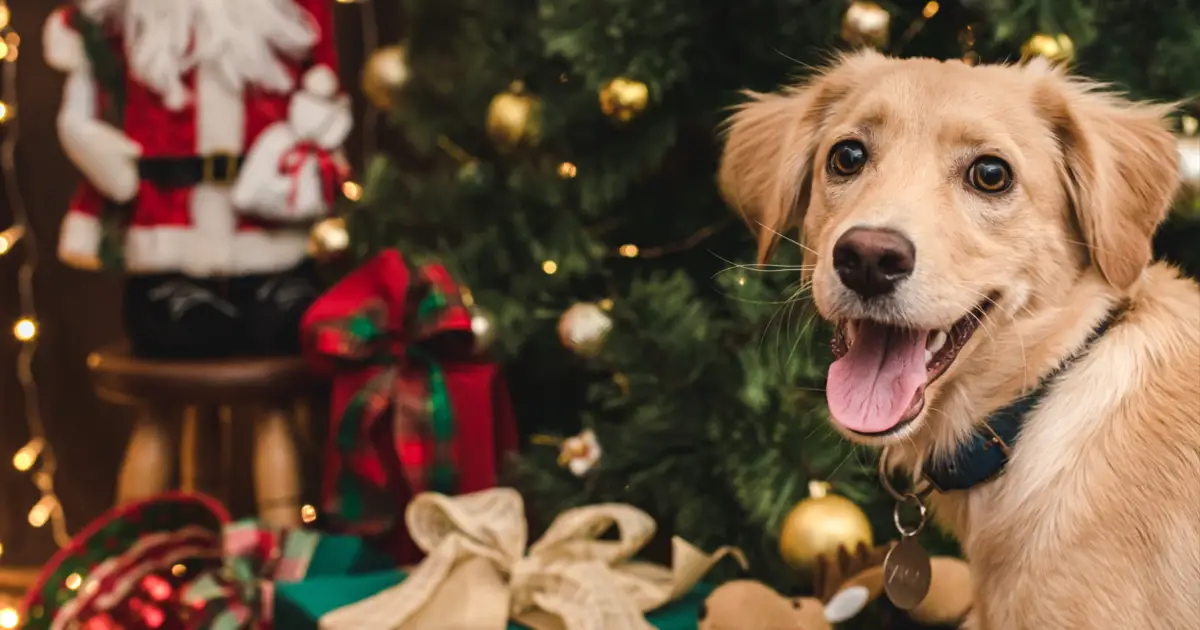 Dog Christmas decorations