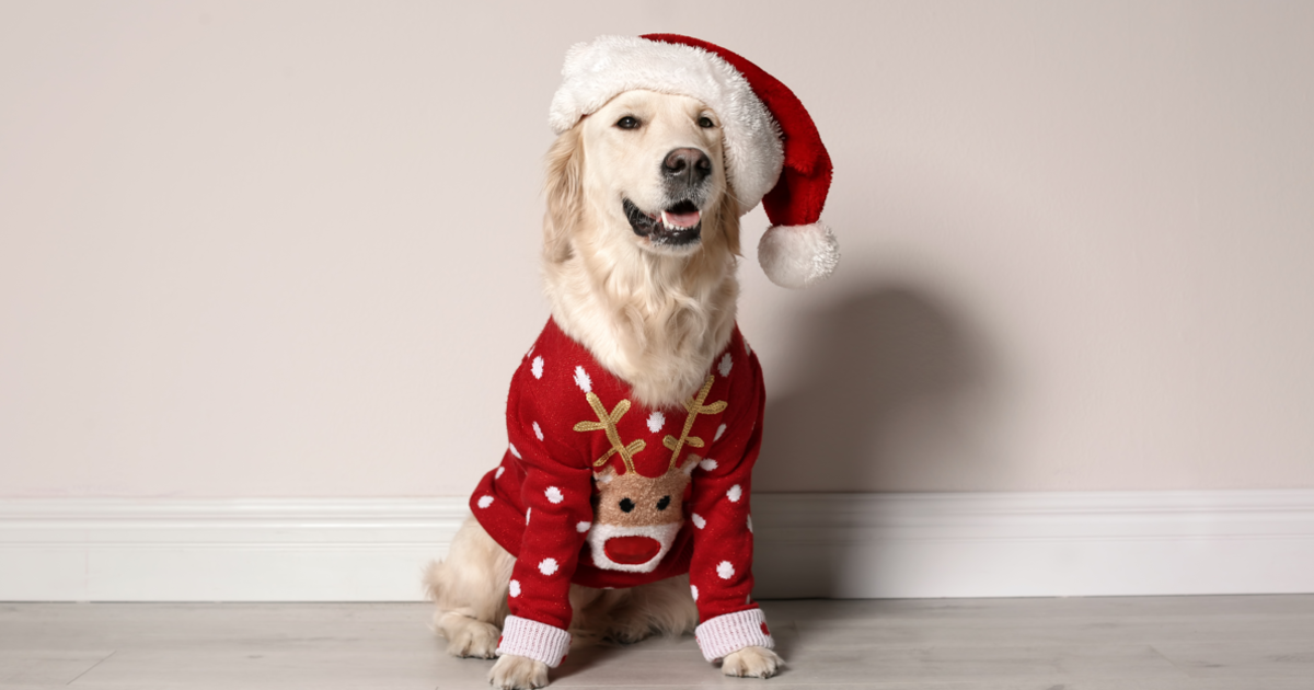 Dog Christmas sweater