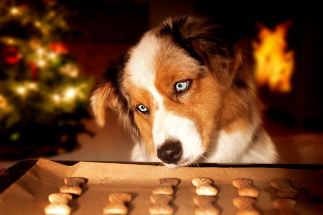 Dog admiring Christmas treats